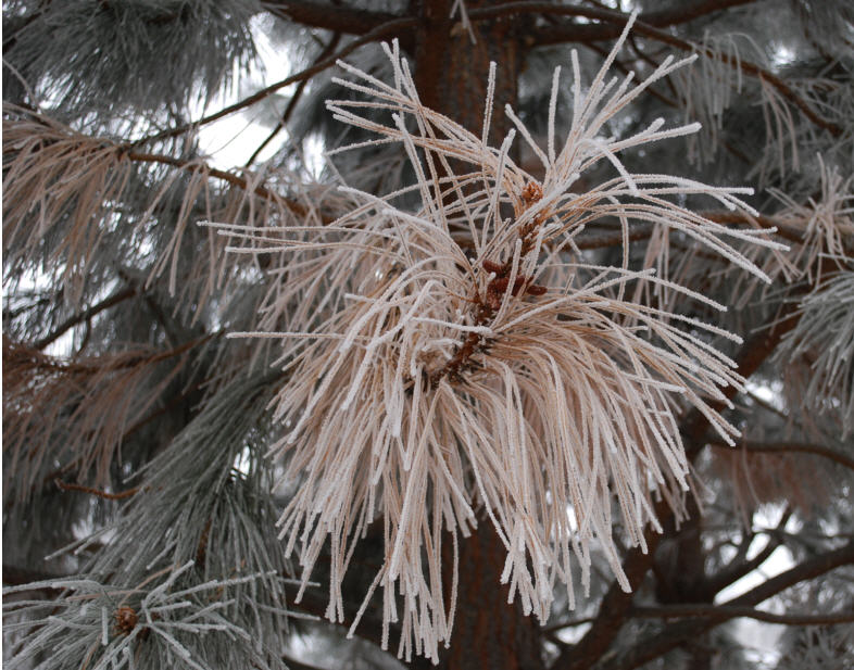 DEAD P pine branch in
            Silver frost