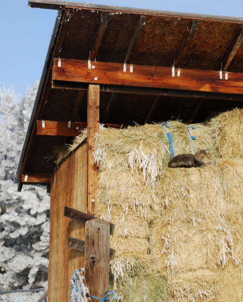 woody in hay shed