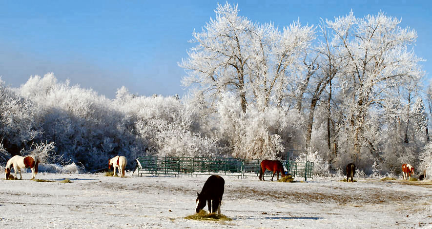 Our Horses Dec 12 2011 & Ice (Hoar) Frost