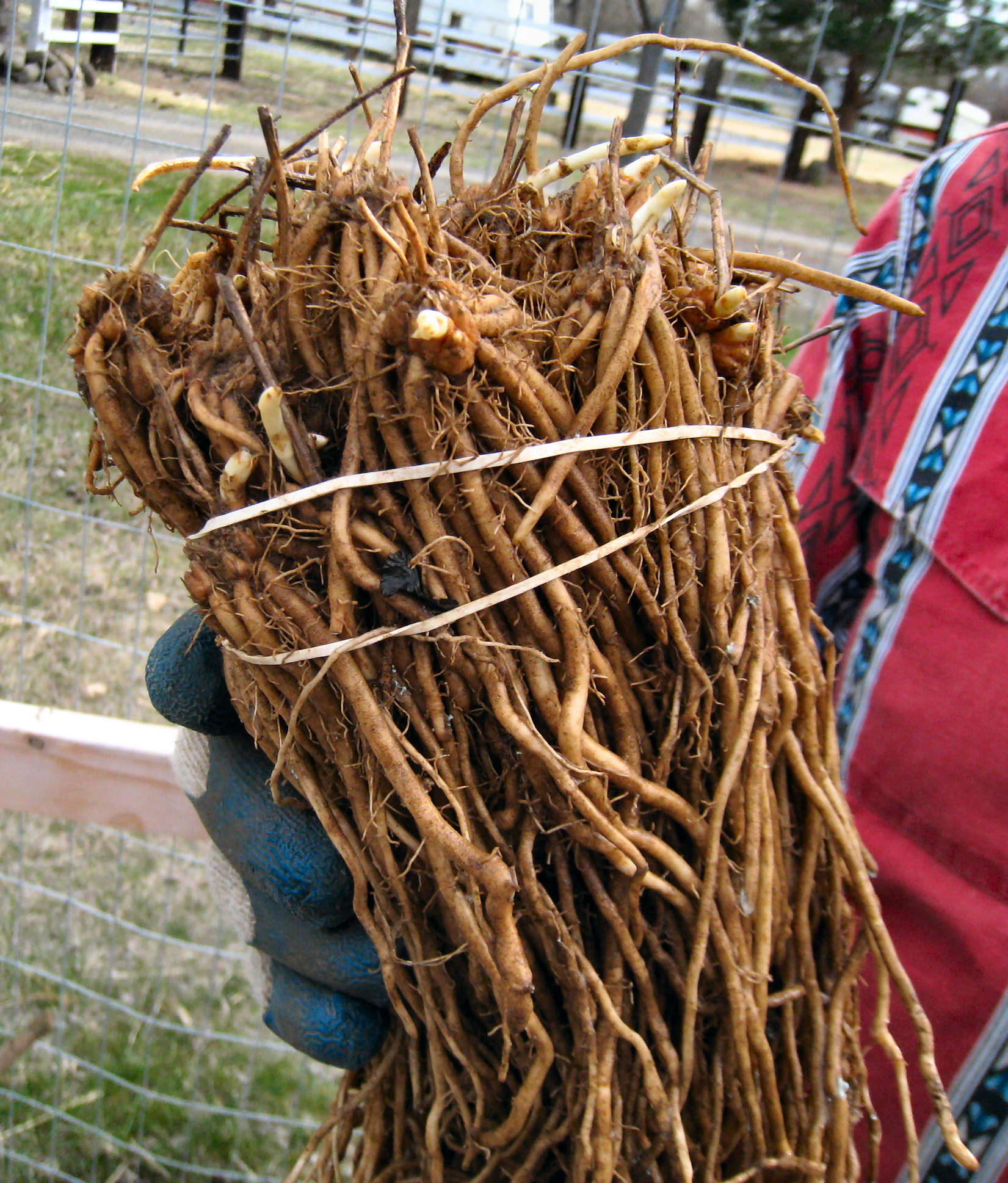 asparagus roots