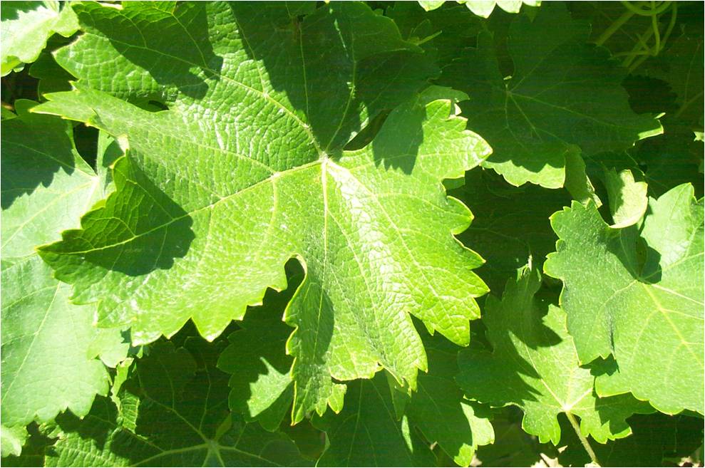 Leaves Grape Vine