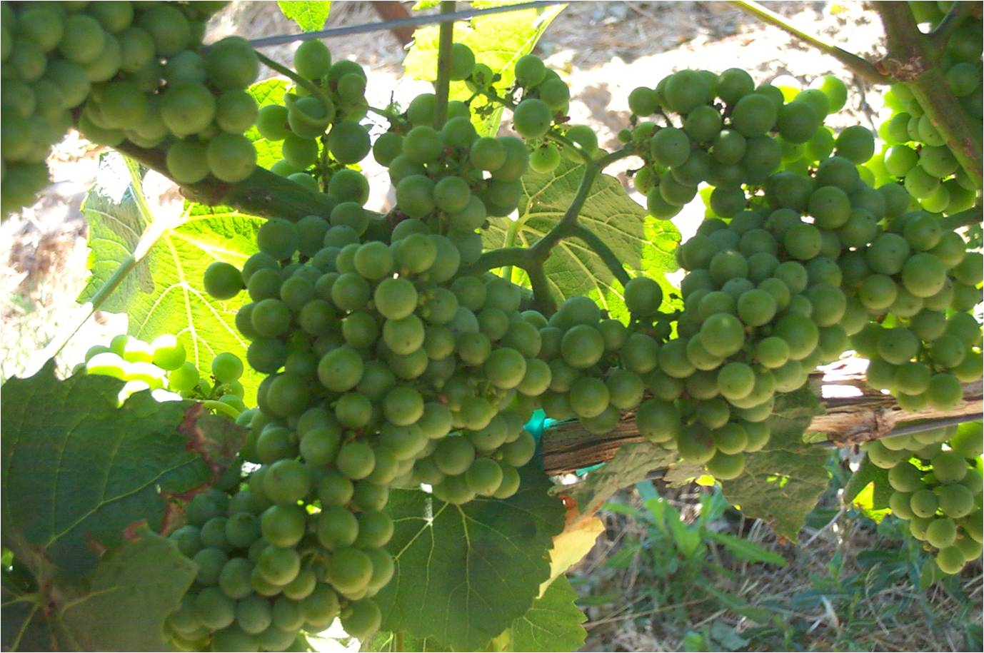 Larger Grape Clusters