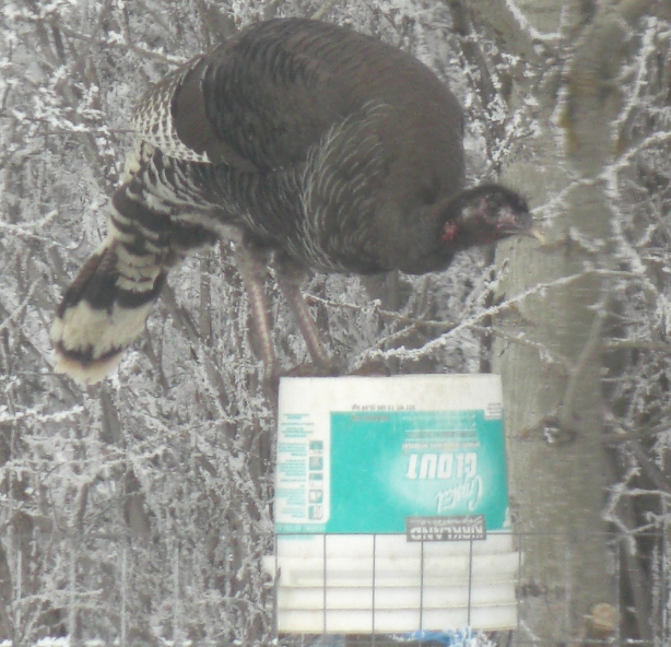 Wild turkey atop bird feeder