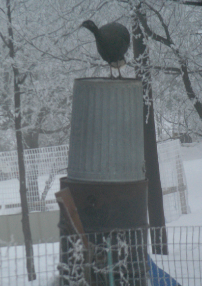 Turkey on Garbage Can
            feeder in Front