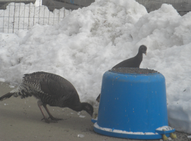 Turkeys Inside Front
            Yard Birdseed
