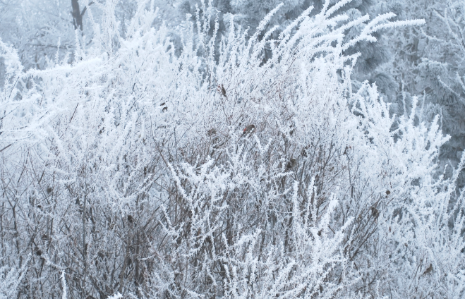 Birds in Bushes covered
            with Silver Frost