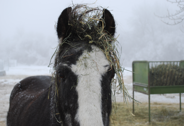 Frosty my horse