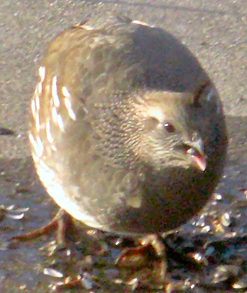quail with seed