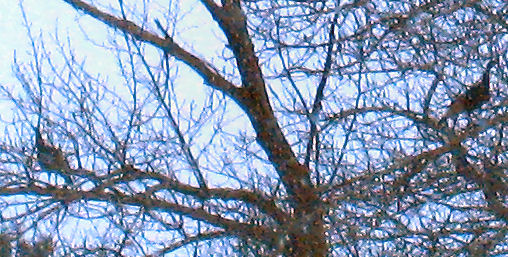 Merriam Turkeys in Tree