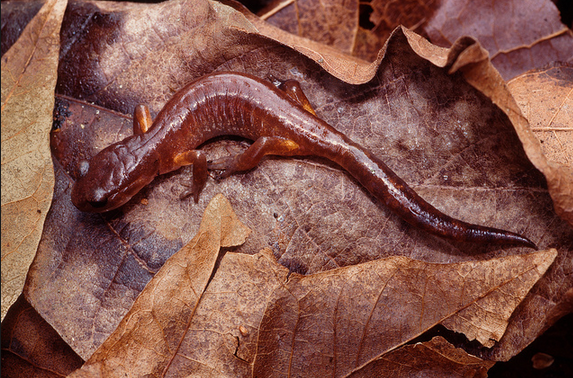 Ensatina Salamander from Olympic Peninsula WA