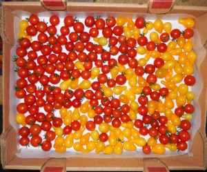 box shared of Cherry
              & Pear tomatoes