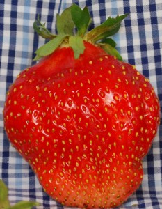 Strawberry