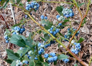 Blueberries