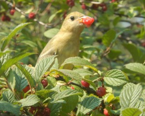 Cedar Waxwing in Nanking
                Cherry tree