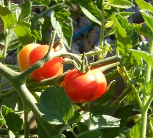 Cherry tomatoes