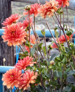 Our garden Dahlias