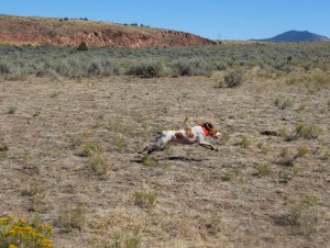 Daisy in the field on my
                birthday by Karen Barrows