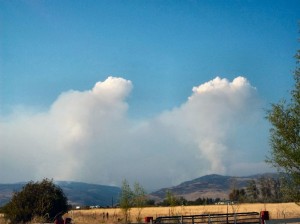 Double Plume by Celia Winningham