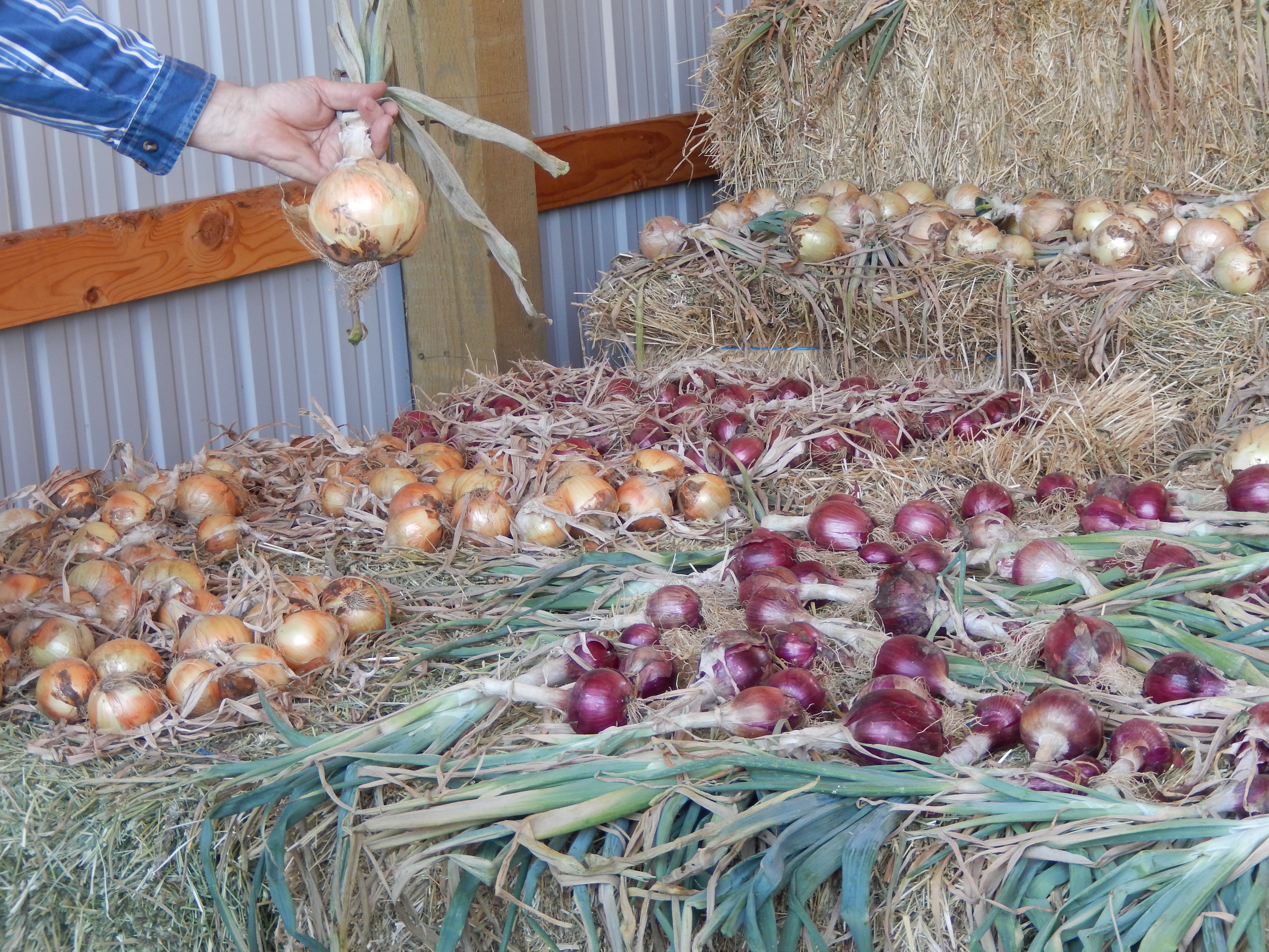 John showing Ailsa Craig & onions