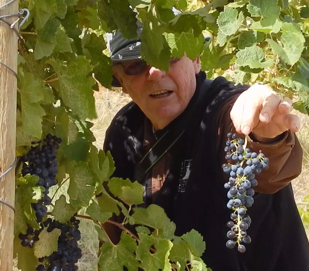 John describing Syrah Cluster on plants he
                helped prune