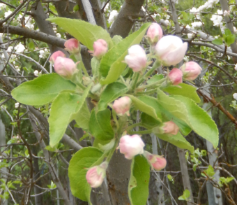 Apple Blossom Cluster