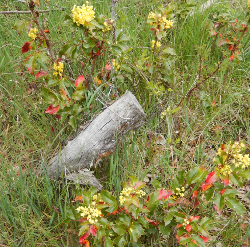 Oregon Grape flowering