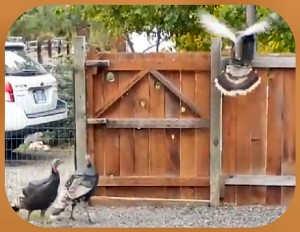 Merriam
                turkeys leaving over fence