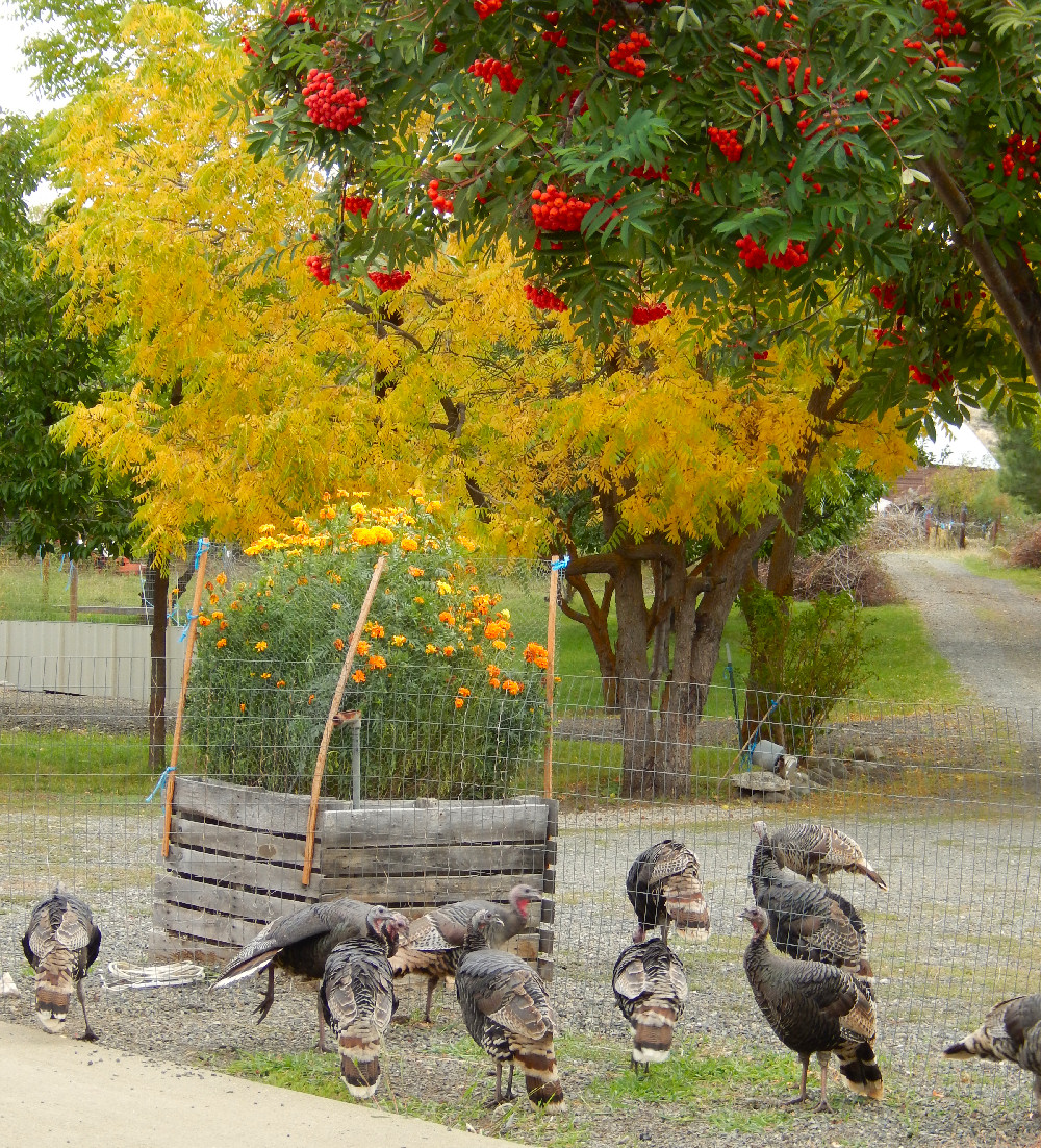 Merriam Turkeys in our Front
                Yard