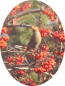 Waxwing in Mountain Ash