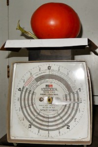 LARGE TOMATO ON SCALE