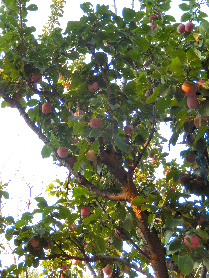 Plums
            on Tree