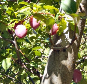 oval shaped plums