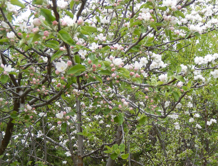 Apple
                      Tree in Orchard