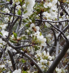 Bee on
                    Montmorency Pie Cherry blossom