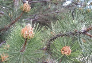 Austrian
                        Black Pine flower