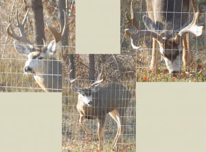Collage of Big Buck