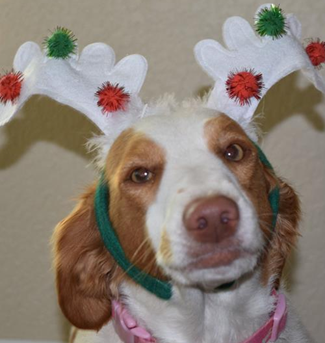 Daisy in Antlers