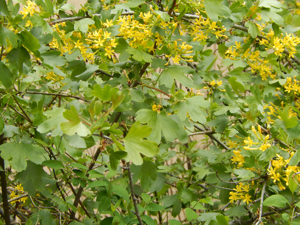 Golden Currant