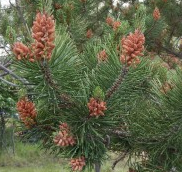 Lodgepole Pine flowers