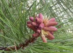 Ponderosa
                        Pine flower