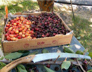 Premium Select Cherries with WTA saw