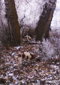 walkway through
                    cottonwoods with Shay & Meghan