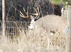 Buck Large Rack in our
          backyard