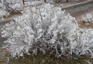 Rime on
                      Rabbit Brush