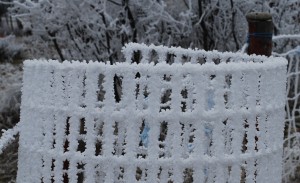 Rime on Fence Protecting
          Tree