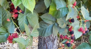 thornless blackberries