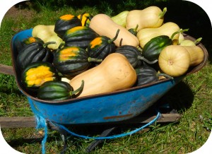 Butternut and Acorn squash