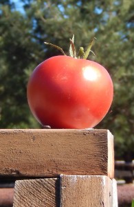 Large Tomatoe on
            fence