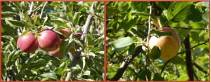 Apples
                -- old fashioned delicious