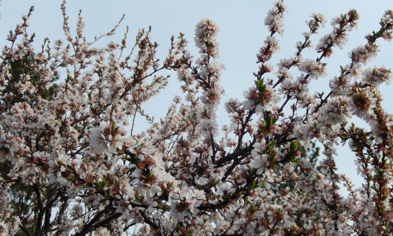 April cherry blossoms
          provided fruit